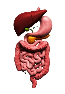 The 5 R’s in Functional Medicine. How they can support your Gut Health