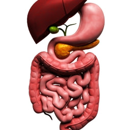 The 5 R’s in Functional Medicine. How they can support your Gut Health